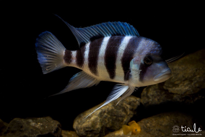 Cyphotilapia gibberosa 'Cape Mpimbwe'